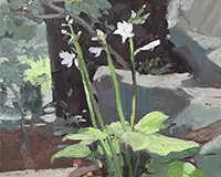 Carole Rabe Painting - Blooming Hosta