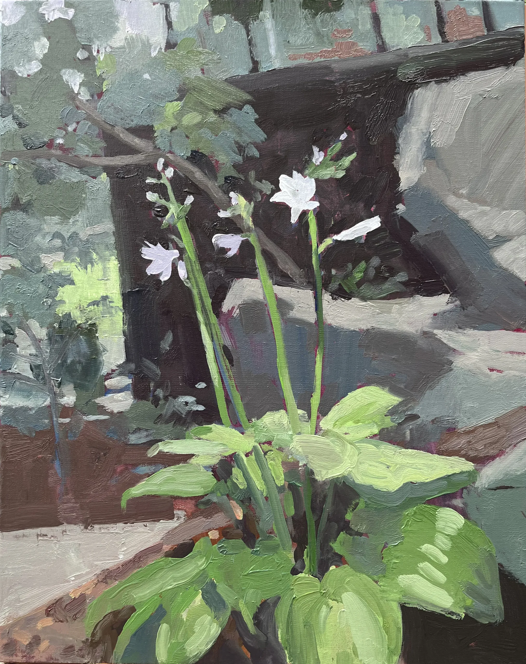 Blooming Hosta